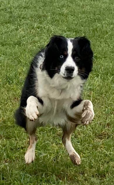 Dog jumping on grass with paws up, focused expression, floppy ears, and a mix of black and white fur