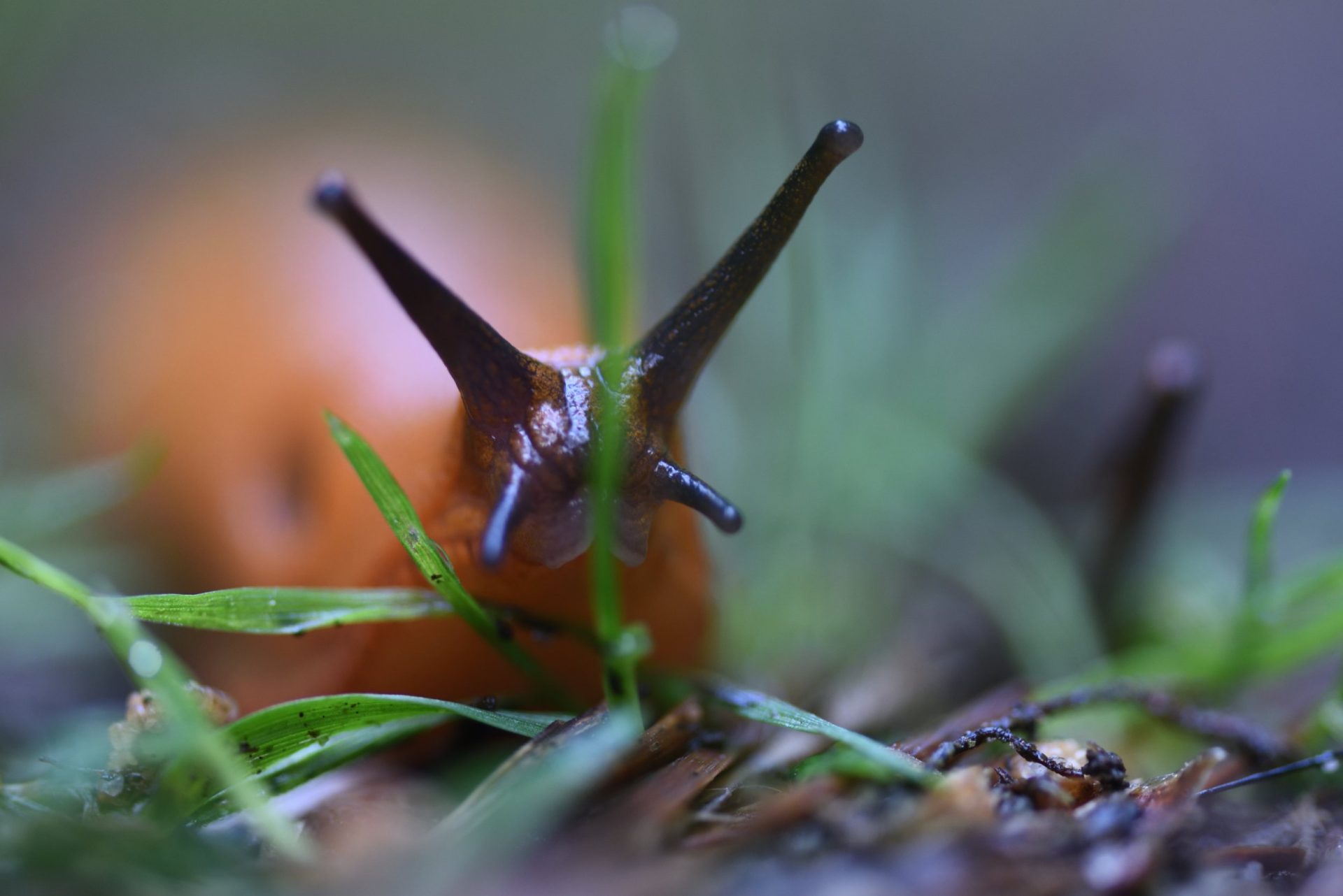 I’m a gardener – why I’m ignoring the advice not to kill slugs