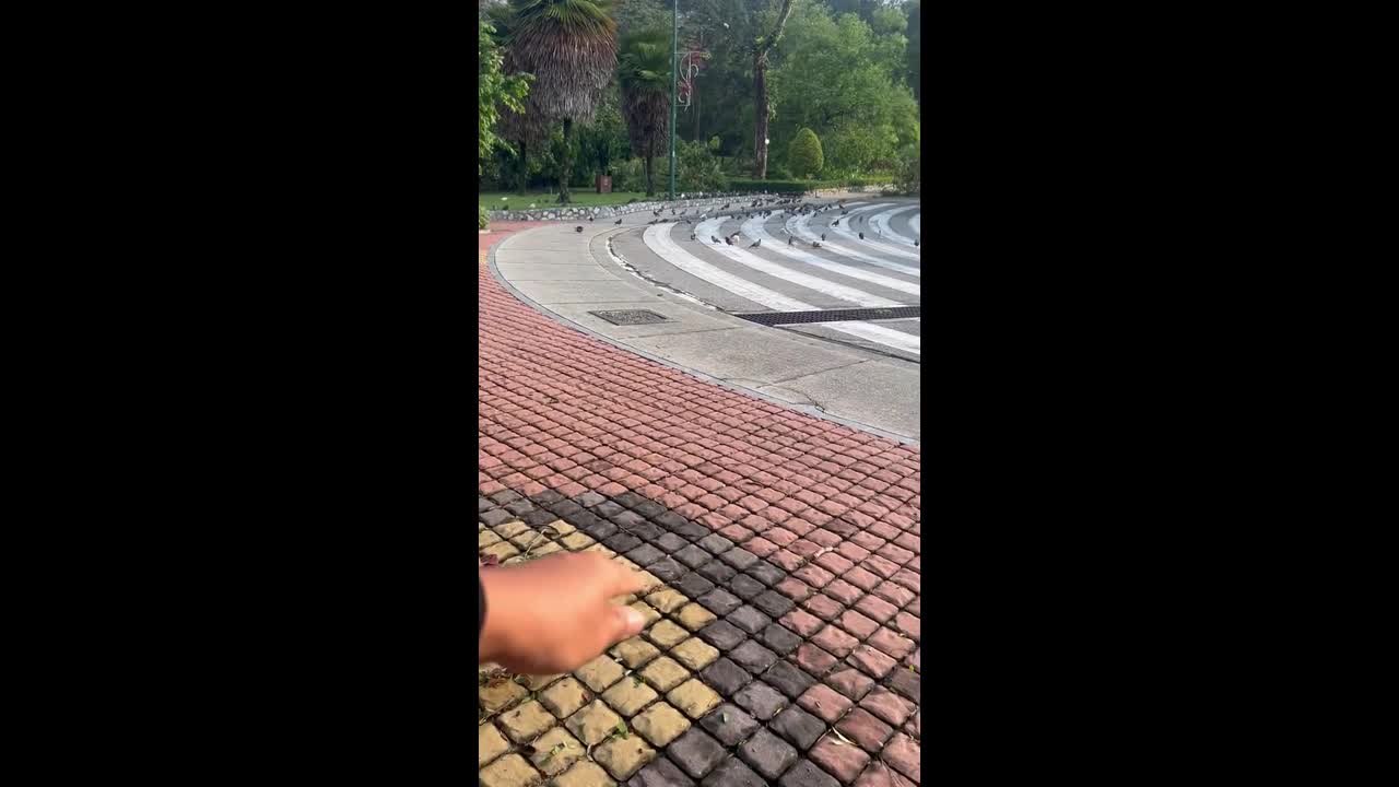 Amusing moment flock of birds follows toddler around park