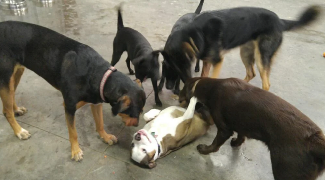 Five dogs curiously surround a sixth dog playfully lying on its back. They appear to be in a playful or social interaction