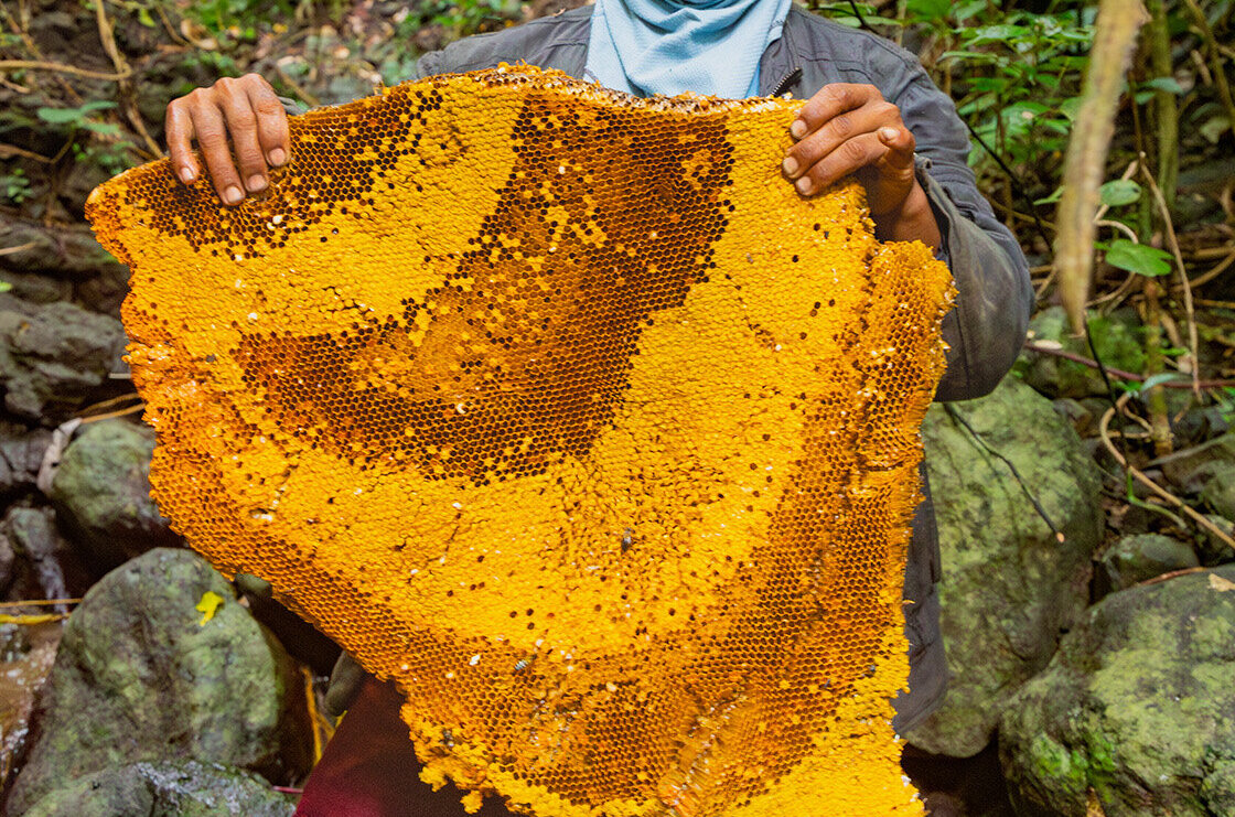 Philippine wild honey study links key nectar source to endangered tree