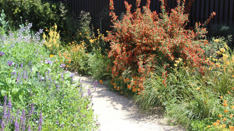 I’m a gardening editor and I’m waving goodbye to my lawn – here’s why ...