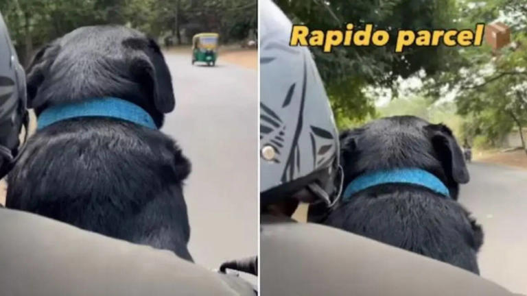 Watch Rapido driver delivers adorable dog 'parcel' - why cute pets give ...