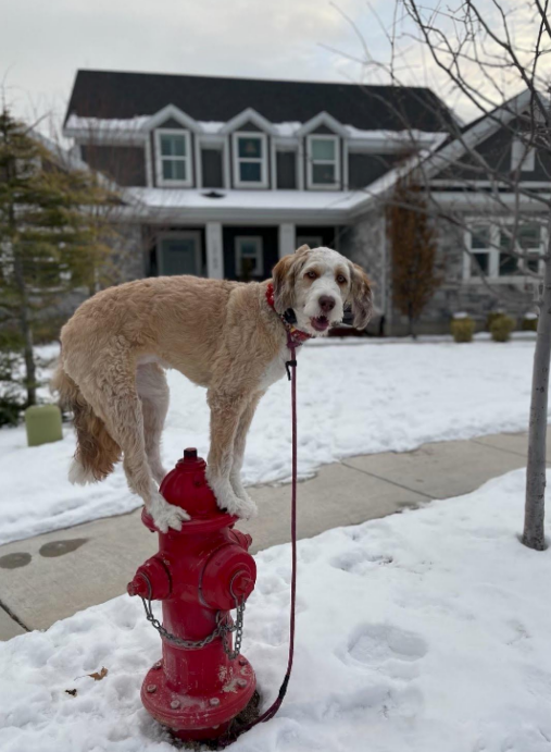 9. This dog who found a new way to use a fire hydrant: