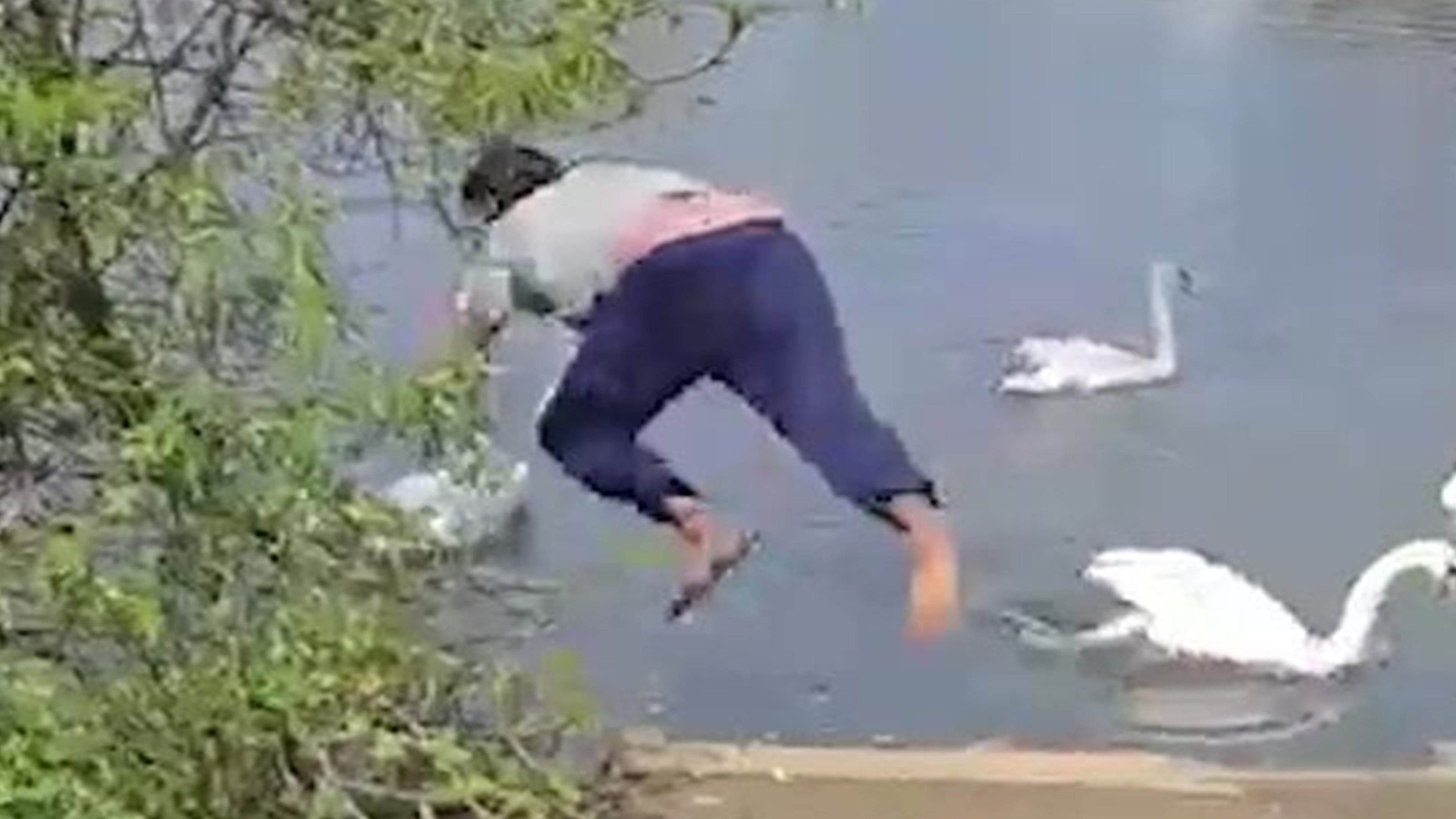 Man dives into lake to save a swan with a fishing hook in its mouth