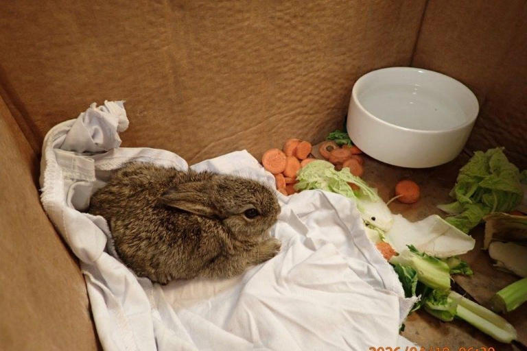 Look: Three baby rabbits stow away to oil rig in Europe's North Sea