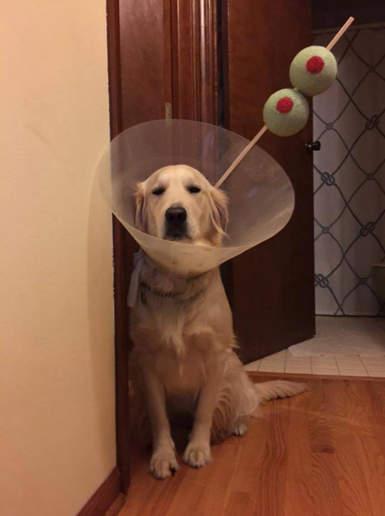 5. This dog whose cone was used in a creative way:
