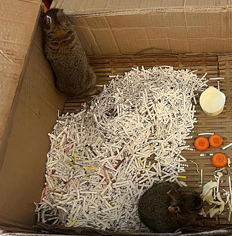 2 wild rabbits caught 'running around' ocean drilling rig located 93 ...