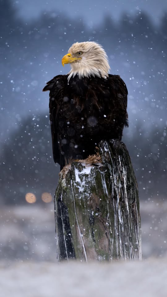 Eagles surviving the cold: What happens in the wild