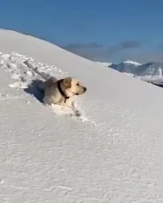 12. This dog gliding through the snow: