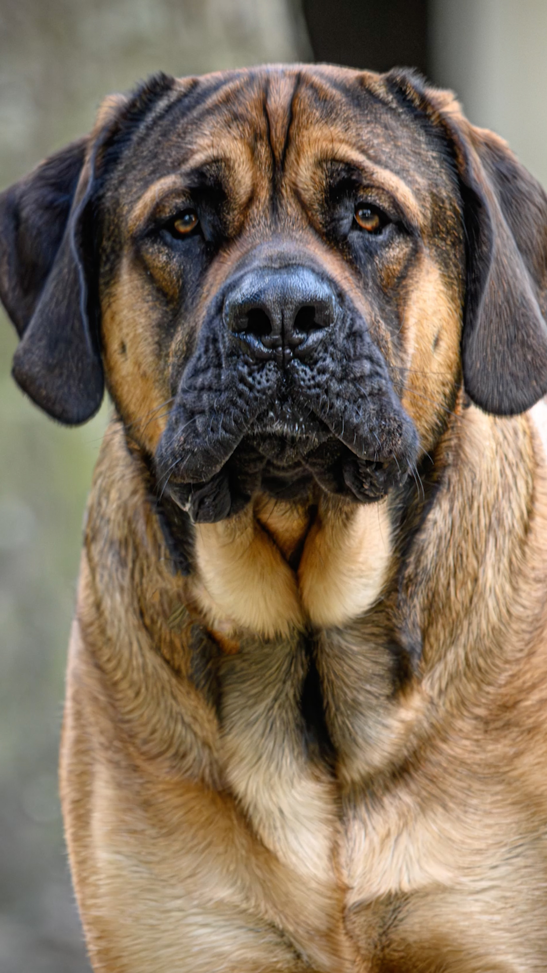 dog-breeds-known-for-their-strength