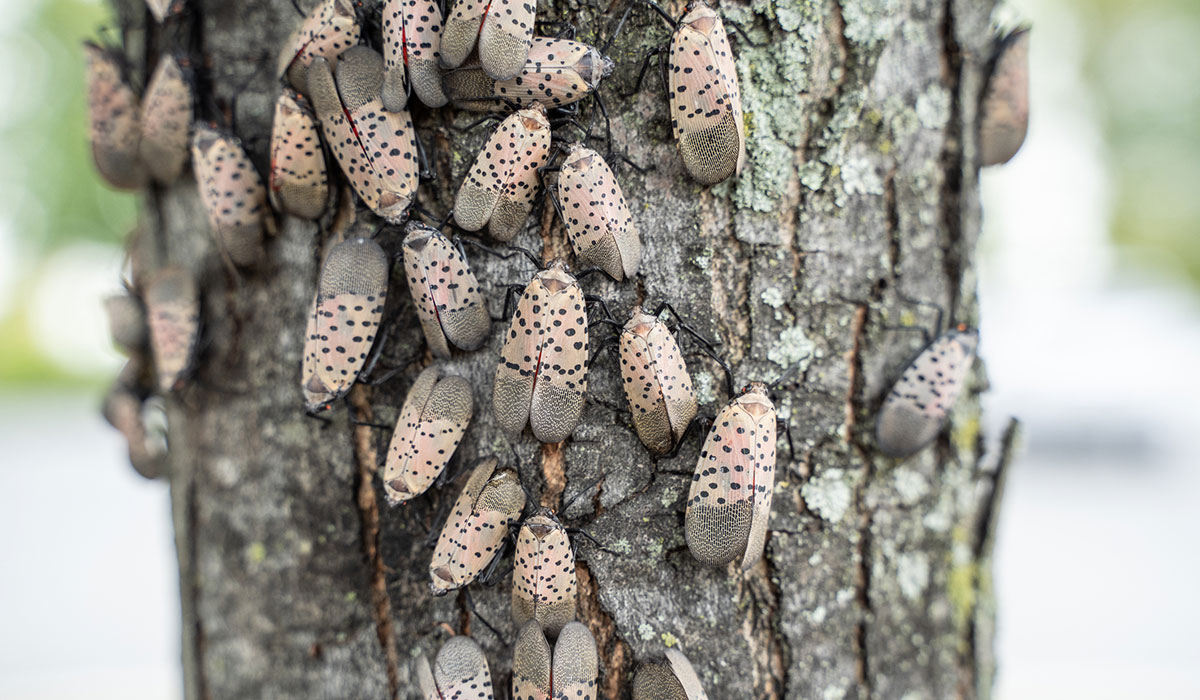 Urgent warning as millions of invasive Chinese insects set to descend ...