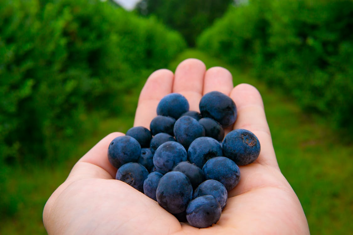 Love blueberries for smoothies, baking, and snacking? Here is a better ...
