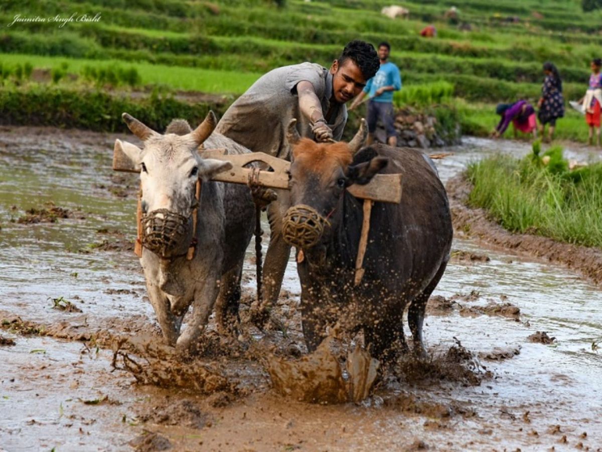 'धान का कटोरा' कहलाता है यूपी का ये जिला, सात समुंदर पार बिखेर रहा ...