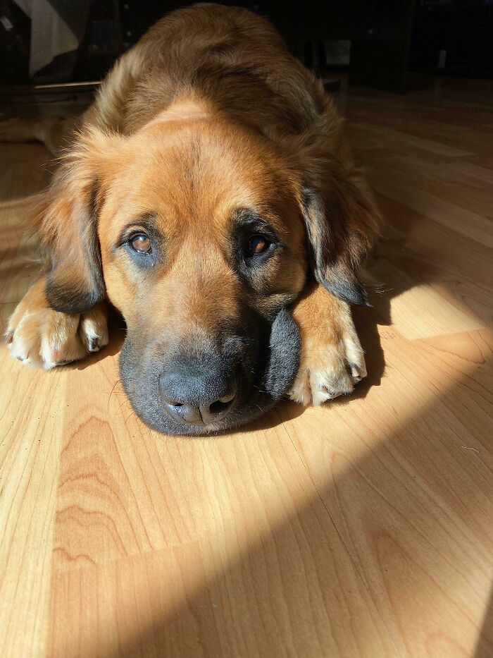 50 Soul-Healing Pics To Celebrate Rescue Pets And Their Heroes