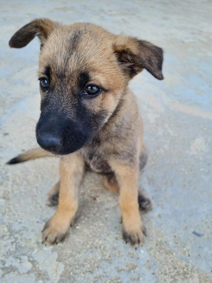 50 Soul-Healing Pics To Celebrate Rescue Pets And Their Heroes