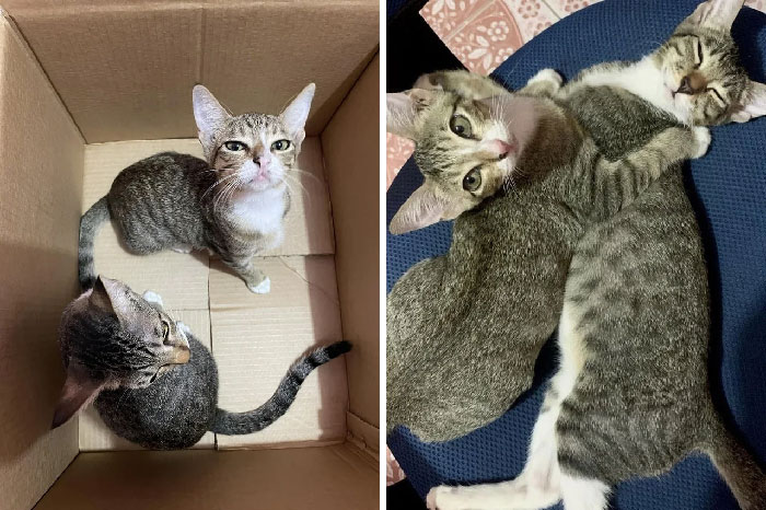 50 Soul-Healing Pics To Celebrate Rescue Pets And Their Heroes