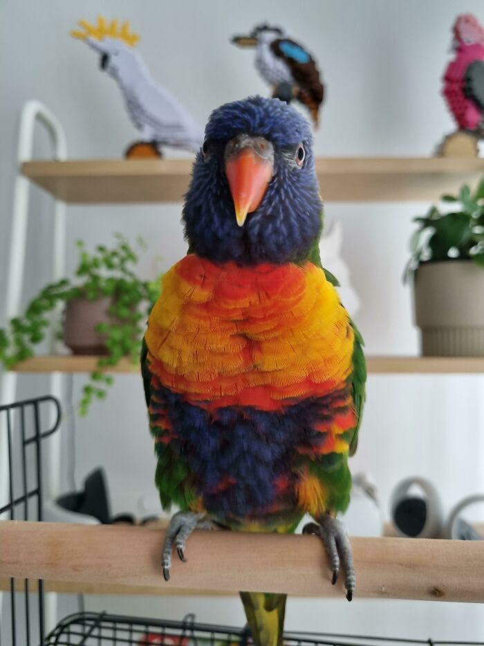 50 Soul-Healing Pics To Celebrate Rescue Pets And Their Heroes