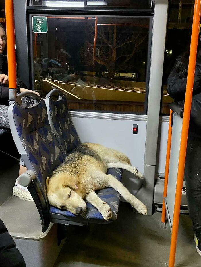 50 Soul-Healing Pics To Celebrate Rescue Pets And Their Heroes