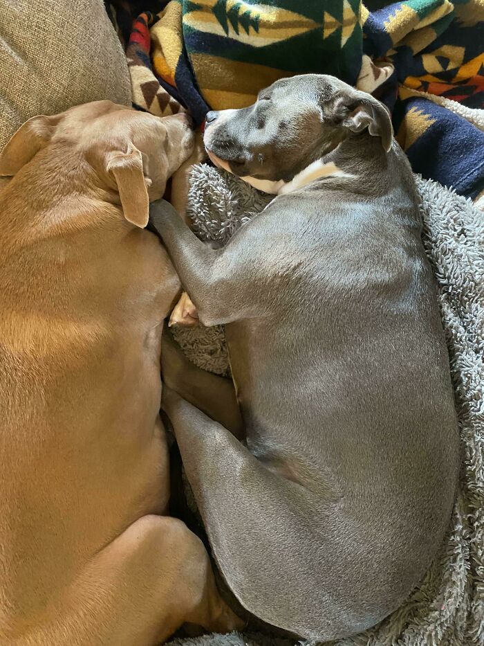 50 Soul-Healing Pics To Celebrate Rescue Pets And Their Heroes