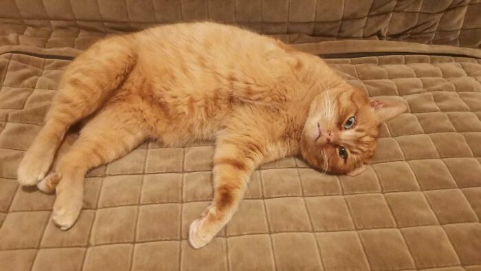 50 Soul-Healing Pics To Celebrate Rescue Pets And Their Heroes