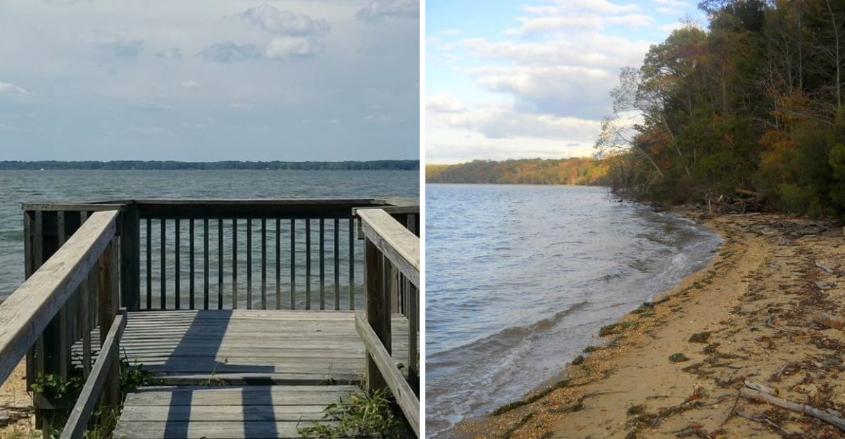 You can find fossilized shark teeth at this Virginia state park