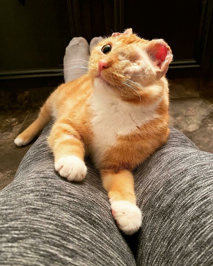 50 Soul-Healing Pics To Celebrate Rescue Pets And Their Heroes