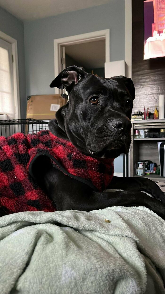50 Soul-Healing Pics To Celebrate Rescue Pets And Their Heroes