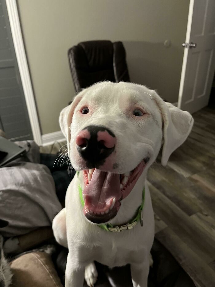 50 Soul-Healing Pics To Celebrate Rescue Pets And Their Heroes