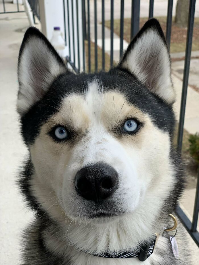 50 Soul-Healing Pics To Celebrate Rescue Pets And Their Heroes