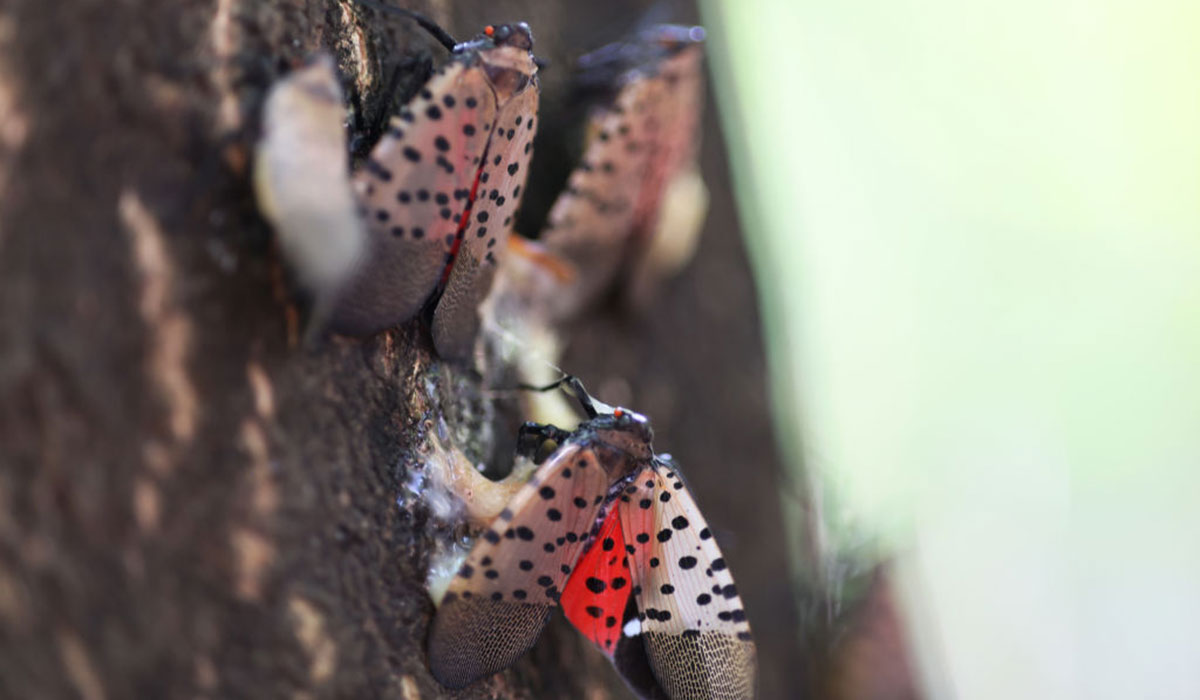 Urgent warning as millions of invasive Chinese insects set to descend ...