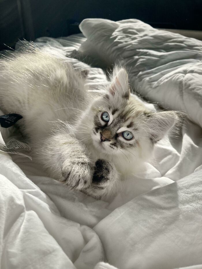 50 Soul-Healing Pics To Celebrate Rescue Pets And Their Heroes