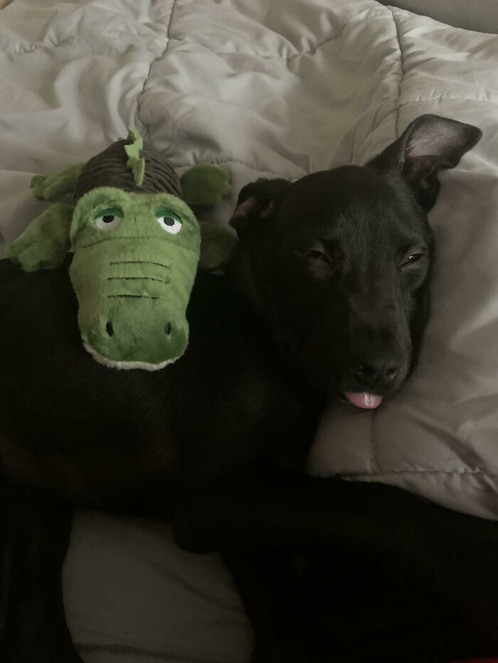 50 Soul-Healing Pics To Celebrate Rescue Pets And Their Heroes