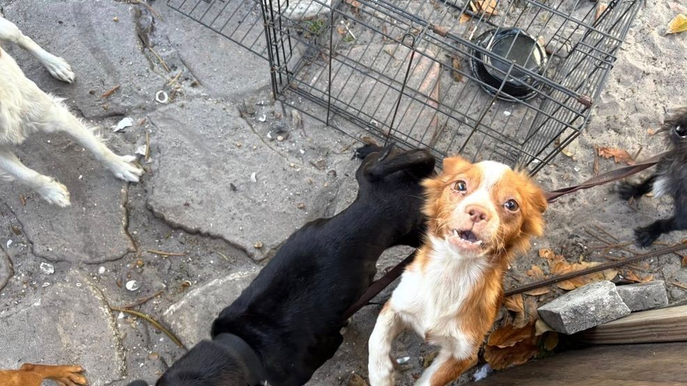 10 neglected dogs rescued in Palm Beach County after desperate call for ...
