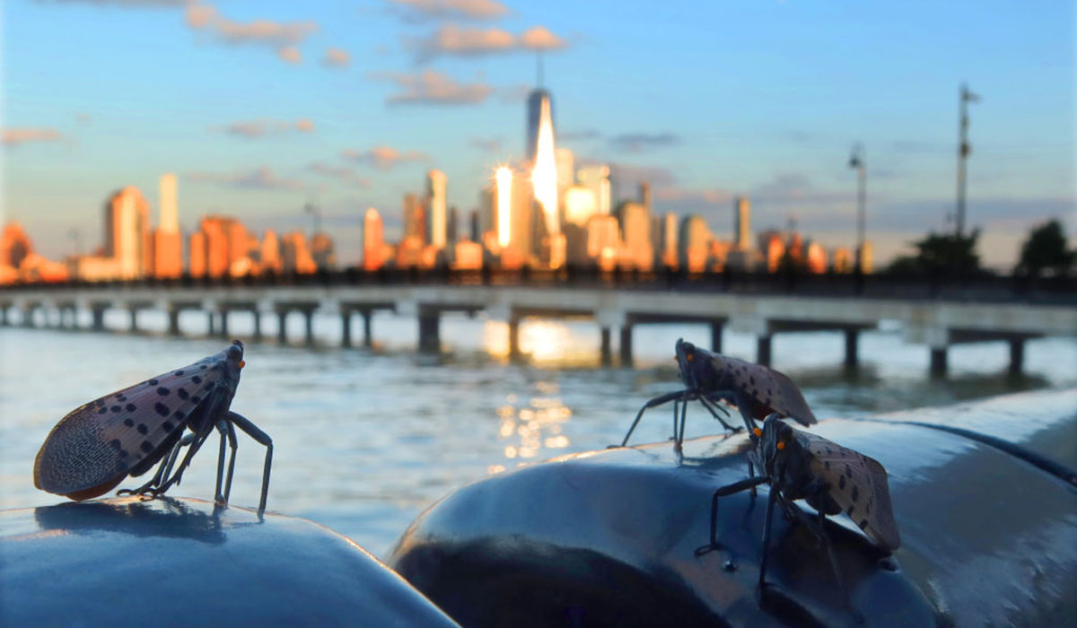 Urgent warning as millions of invasive Chinese insects set to descend ...