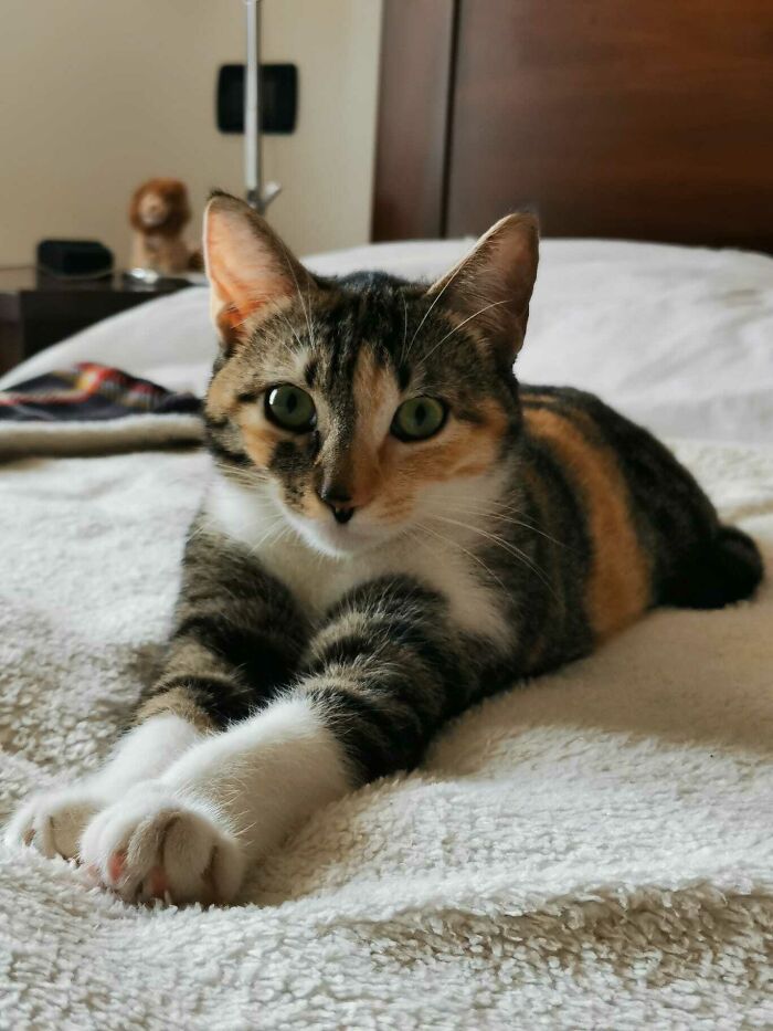 50 Soul-Healing Pics To Celebrate Rescue Pets And Their Heroes
