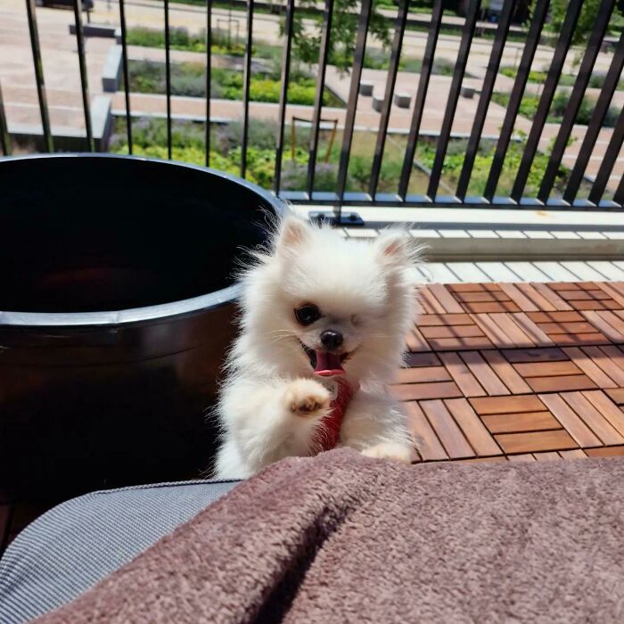 50 Soul-Healing Pics To Celebrate Rescue Pets And Their Heroes