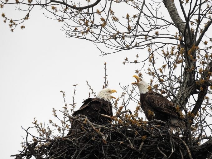 Such Awesome Creatures!!! Love To Sit And Watch The Eagles.
