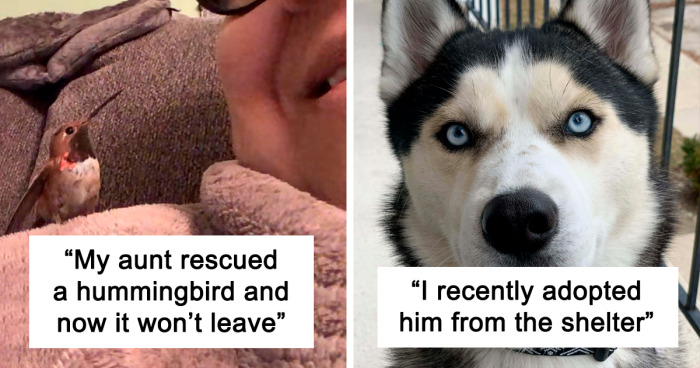50 Soul-Healing Pics To Celebrate Rescue Pets And Their Heroes