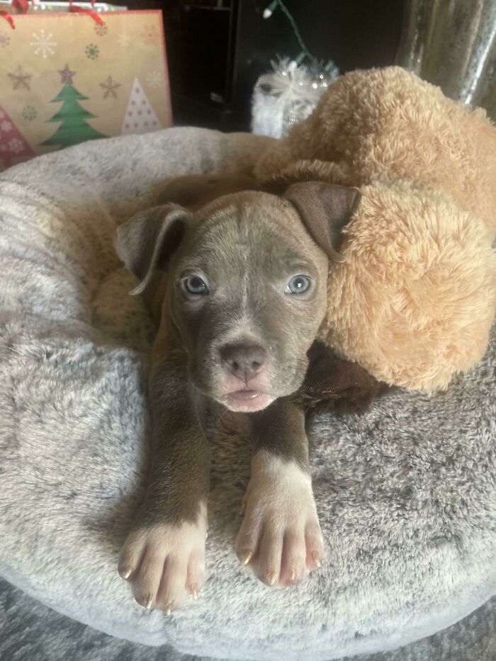 50 Soul-Healing Pics To Celebrate Rescue Pets And Their Heroes