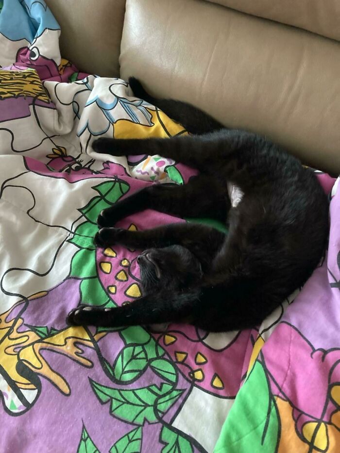 50 Soul-Healing Pics To Celebrate Rescue Pets And Their Heroes