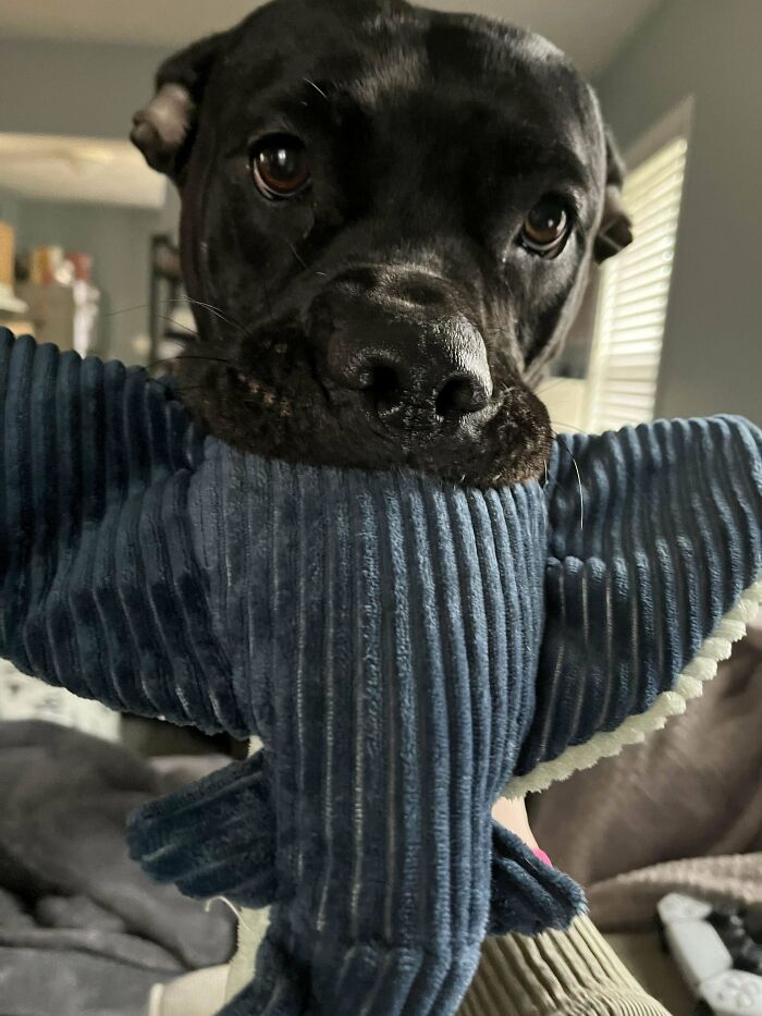 50 Soul-Healing Pics To Celebrate Rescue Pets And Their Heroes