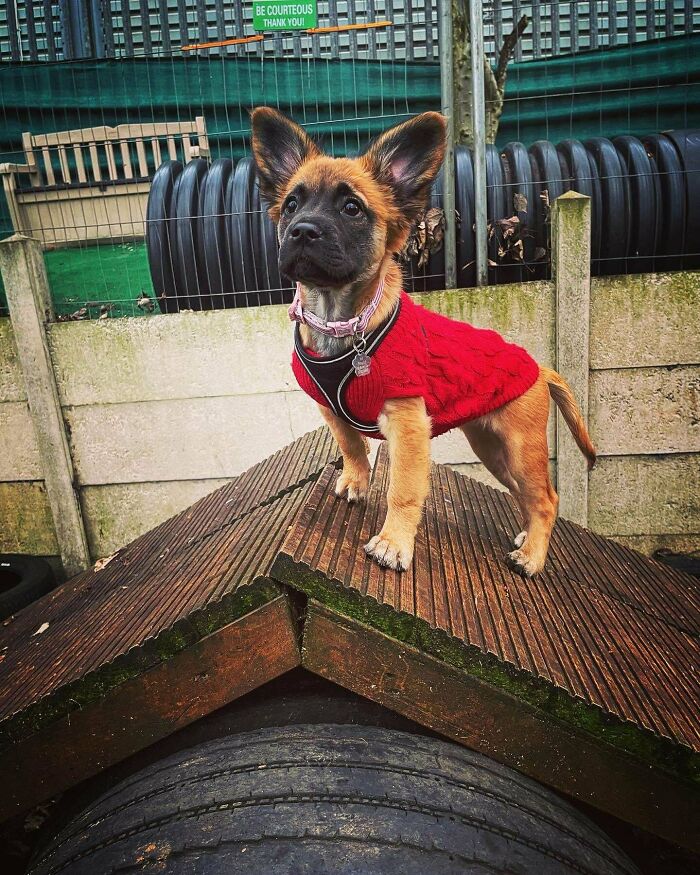 50 Soul-Healing Pics To Celebrate Rescue Pets And Their Heroes