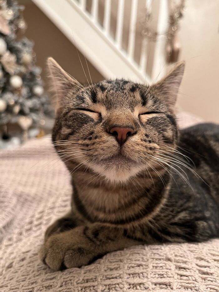 50 Soul-Healing Pics To Celebrate Rescue Pets And Their Heroes