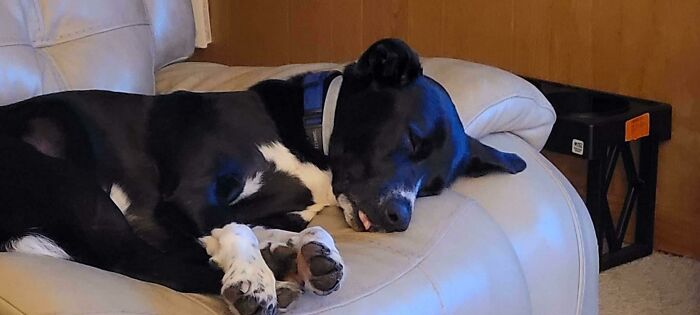 50 Soul-Healing Pics To Celebrate Rescue Pets And Their Heroes
