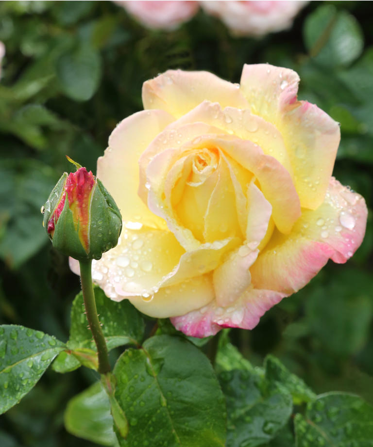 This beginner-friendly rose represents peace, hope, and unity: how to ...