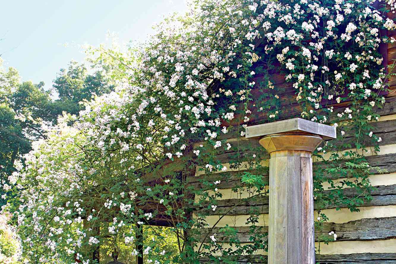 I tried my mom’s DIY trick for bugs on climbing roses—here’s what happened