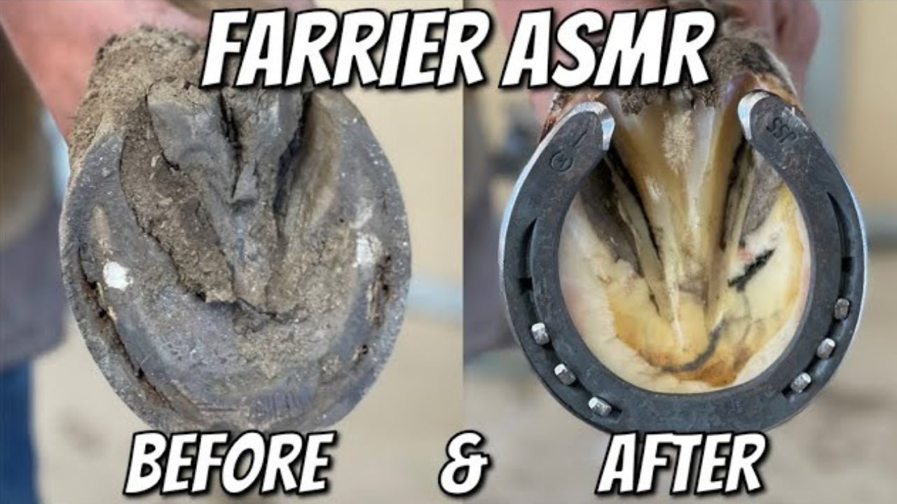 Farrier ASMR oddly satisfying hoof restoration and trimming process
