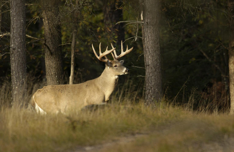 'One buck rule' could significantly alter Michigan hunting