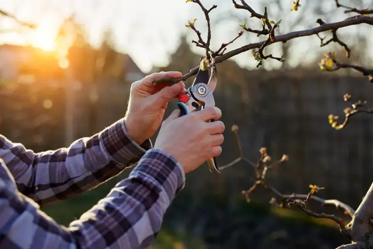 Tipos de poda: cómo y cuándo podar tus árboles y plantas